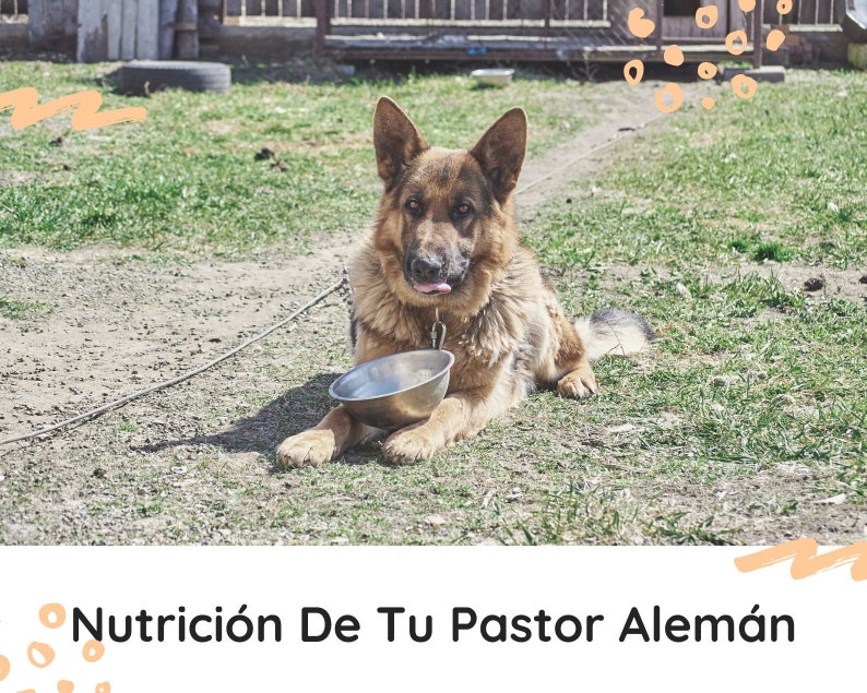 Curso Secretos Del Pastor Alemán: Cuidados, Nutrición Y Entrenamiento imagen 6