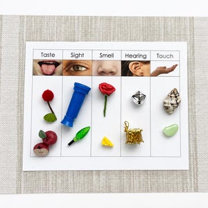 May include: A five-column educational chart labelled Taste, Sight, Smell, Hearing, and Touch, featuring photographic headers and small physical objects. Items include a red cherry, blue tube, green light, red rose, yellow cheese, silver bell, gold drum, seashell, and green stone.