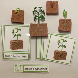 Op de afbeelding: Educatieve set met de levenscyclus van een groene boon. De set bevat kaarten en 3D-modellen van de plant in verschillende groeistadia, van zaad tot spruit. De tekst "green bean plant" is zichtbaar op de kaarten.