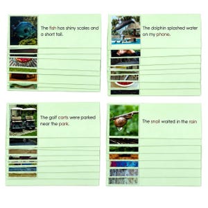 May include: A set of four light green educational cards featuring photographic images and descriptive sentences. The cards display a fish with shiny scales, a dolphin splashing water, golf carts parked near a park, and a snail waiting in the rain.