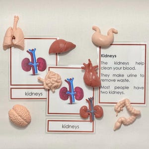 May include: Educational anatomy set with models of human organs: lungs, liver, heart, stomach, brain, kidneys, and intestines. Kidney models are displayed with cards labelled "kidneys" and information about kidney function.