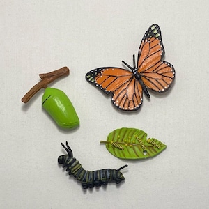 Può includere: Un set di giocattoli delle fasi del ciclo vitale degli insetti. Include una farfalla monarca con ali arancioni e nere, una crisalide verde, un bruco e una foglia danneggiata dai bruchi.
