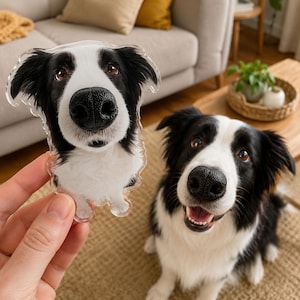 May include: A clear acrylic ornament featuring a high-resolution print of a black and white Border Collie dog face with a wide-angle lens effect, showing a large nose and expressive brown eyes, held up next to a live black and white Border Collie.