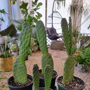 Caribbean Tree Cactus - Opuntia Consolea Falcata - LIVE PLANT - fully rooted 4 inch grow pot - bunny ears waving cacti rare - ships from US