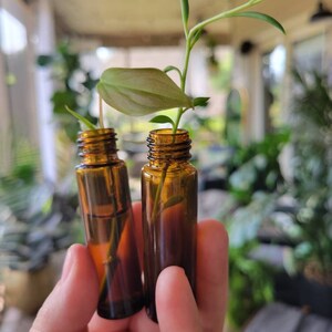 Plant cutting in upcycled glass amber propagation vessel vase • houseplant gift • sustainable gifts