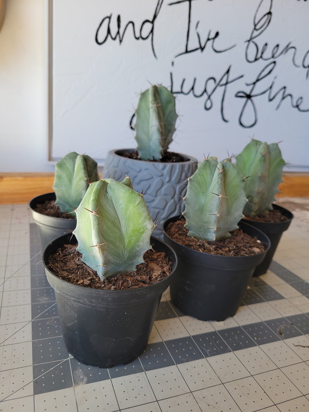 Gray Ghost Organ Pipe Cactus