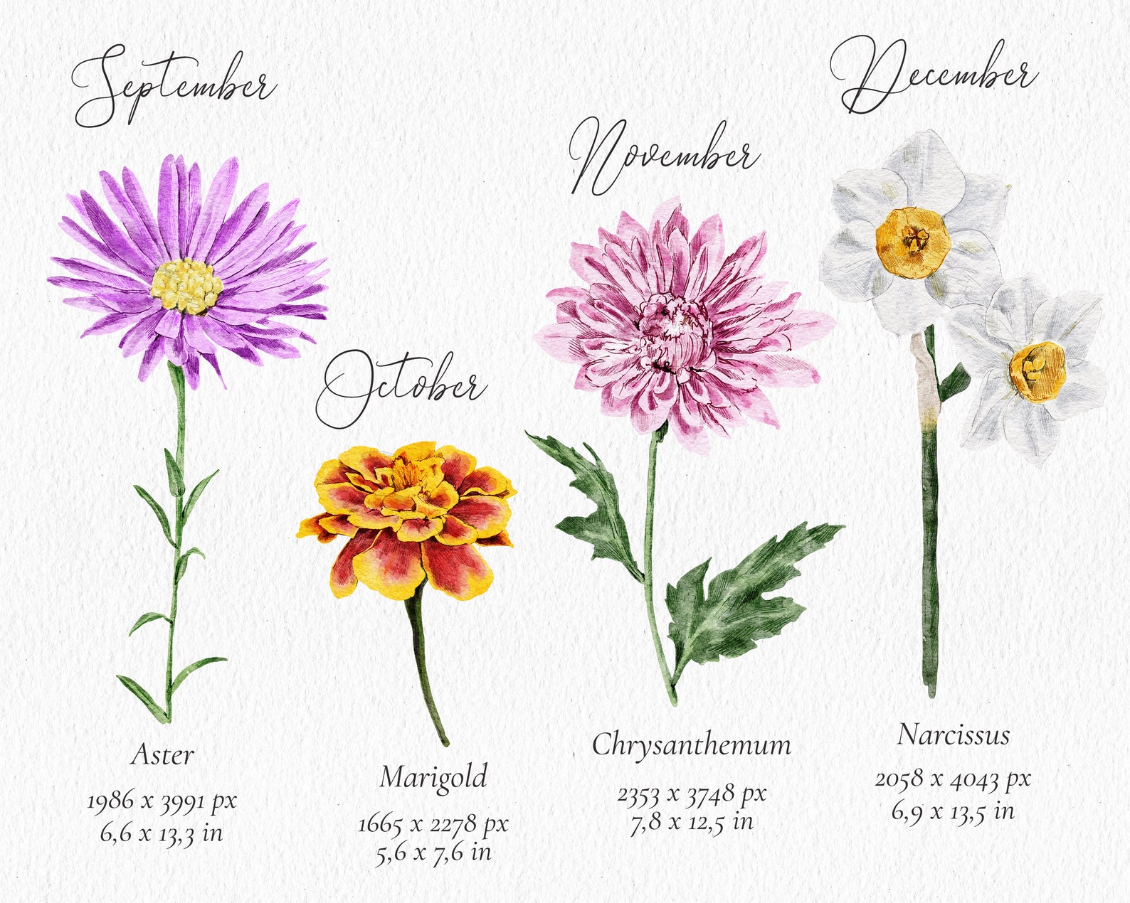 Watercolor Birth Flower clipart set Hand-painted watercolor - Etsy France