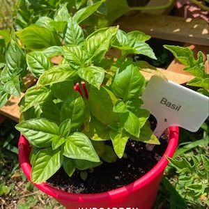 Basil Seeds