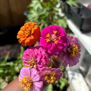 Zinnia Mixed Seeds