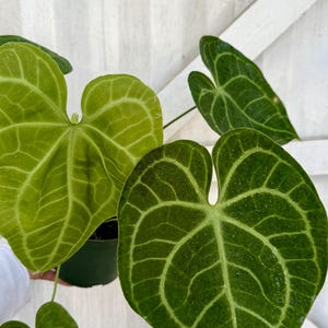 Anthurium Clarinervium – Velvet Heart Leaf Plant | Rare Aroid | 6” pot