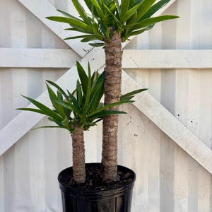 price of peace lily Spathiphyllum Flower Bunch Peace Lily with Pot Cover, 6" Pot