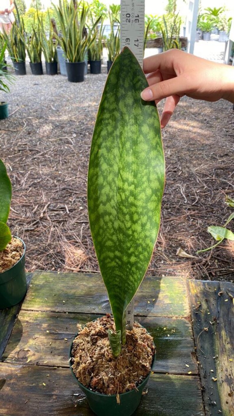 Whale Fin Snake plant Sansevieria Masoniana | Etsy