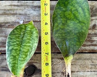 Whale Fin Sansevieria – Rare Snake Plant | Easy Care Indoor Plant | Large Single Leaf Sansevieria Masoniana | Air Purifying Plant Gift