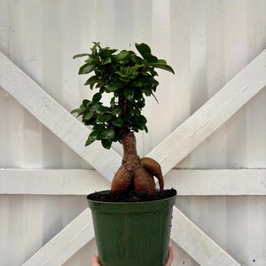May include: A small bonsai tree in a green plastic pot. The tree has dark green leaves and a thick, brown trunk. The pot is held by a hand against a white background with a diagonal wooden pattern.
