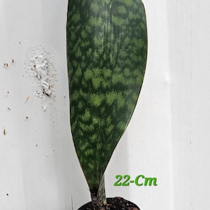 Whale Fin Sansevieria | Sansevieria masoniana | Rare Snake Plant