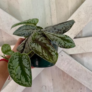 May include: A Scindapsus pictus plant in a dark green plastic pot. The plant features heart-shaped leaves with a variegated pattern of deep green and silvery-grey splashes. The foliage is thick and textured, with a distinct dark green central vein.