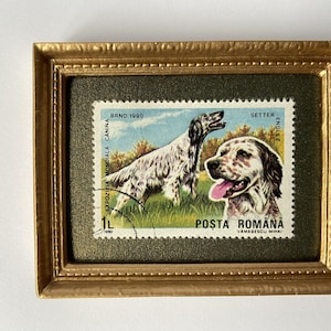 Puede incluir: Un sello postal vintage enmarcado con un perro Setter ingl&eacute;s blanco y marr&oacute;n. El sello es de Ruman&iacute;a y dice "Posta Romana" y "Vamasecul Mihai". El sello tambi&eacute;n dice "BRNO 1990" y "EXPOZITIA MONDIALA CANINA".