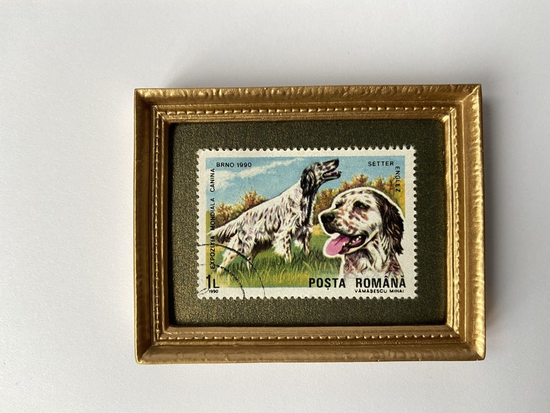 Puede incluir: Un sello postal vintage enmarcado con un perro Setter ingl&eacute;s blanco y marr&oacute;n. El sello es de Ruman&iacute;a y dice "POŞTA ROM&Acirc;NĂ" y "BRNO 1980".