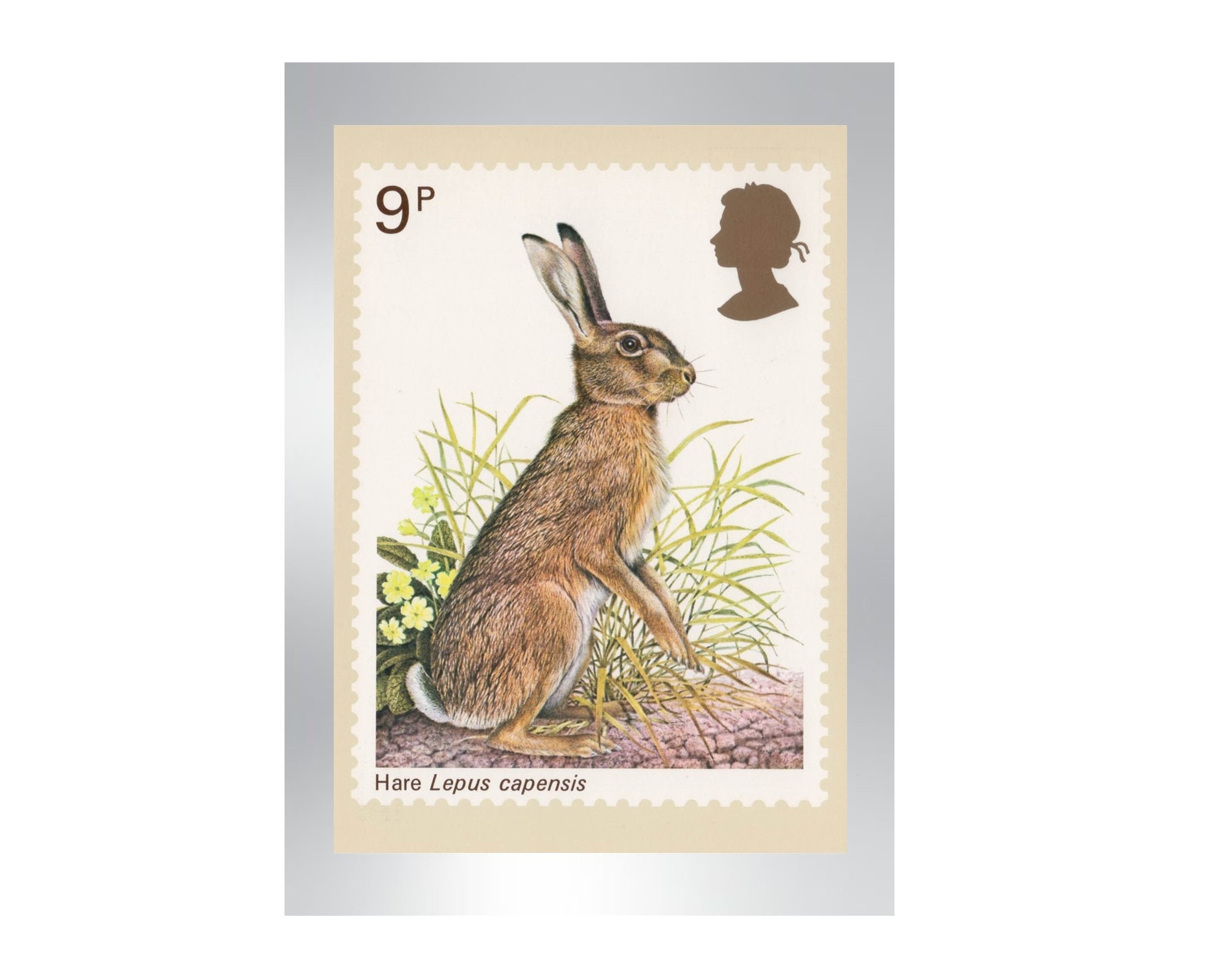 Woodland Wildlife Postage Stamp Set Retro Wild Animal Illustrations on  Vintage Romania European Postal Stamps Rabbit Squirrel Fox Hare 