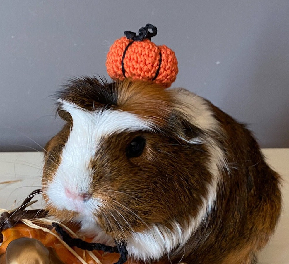 Citrouille Chapeau d'halloween avec Retenue Pour Cochon d'inde, Cadeau Animaux de Compagnie