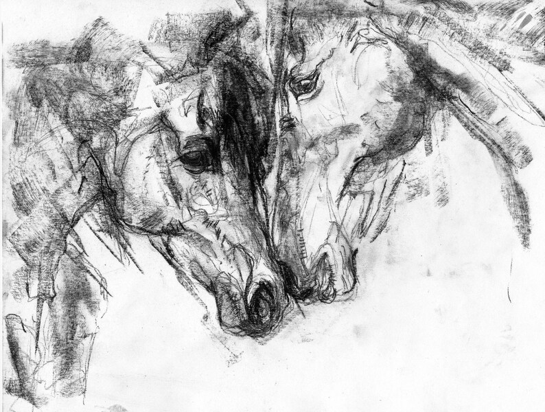 Pu&ograve; includere: Un disegno a matita in bianco e nero di due teste di cavallo, che si guardano. I cavalli sono disegnati in uno stile realistico, con dettagli e texture.