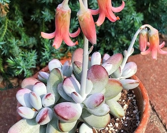 Rare  Cotyledon Orbiculata Higginsiae, Round-leafed navel-wort, pig's ear succulent 4" pot