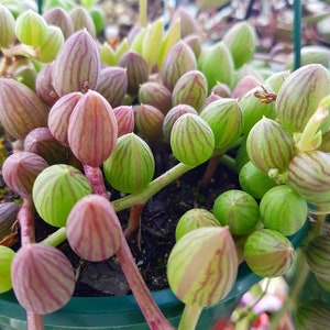 RARE String of Watermelon- Senecio Herreianus in 4" pot