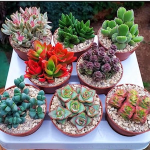 May include: Assortment of eight small potted succulents in various colors and textures, including green, red, and purple. The succulents are arranged in a circle on a white surface.