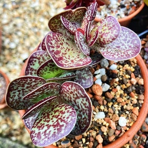 Adromischus Maculatus - Calico Hearts - Chocolate Drop - 2" Succulent - Live Succulent Plant