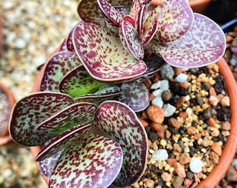 Adromischus Maculatus - Calico Hearts - Chocolate Drop - 2" Succulent - Live Succulent Plant