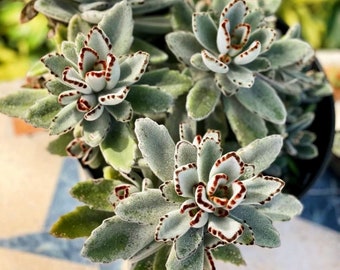 The Kalanchoe tomentosa panda 2" pot