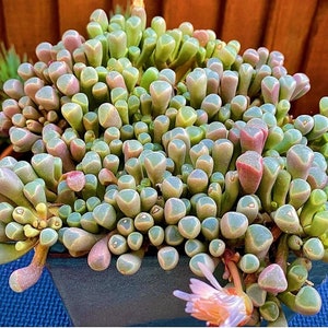 May include: A close-up of a succulent plant with fleshy, green, and pink leaves. The plant is in a terracotta pot and is surrounded by other plants.