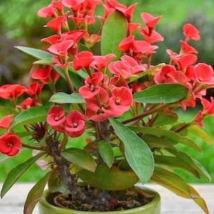 Euphorbia Milii With Red Bloom The Crown Of Thorns Christ plant Christ thorn 2 inch pot image 1