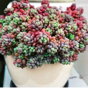 Sedum Dasyphyllum Major 2 inches pot