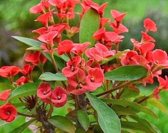 Euphorbia Milii With Red Bloom | The Crown Of Thorns | Christ plant | Christ thorn 2 inch pot