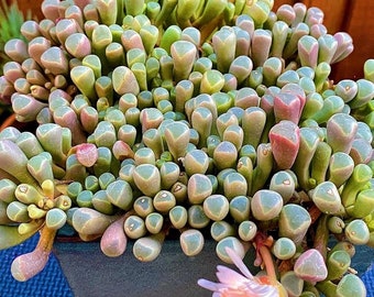 Orteils de bébé, Fenestraria rhopalophylla en pot de 2 pouces