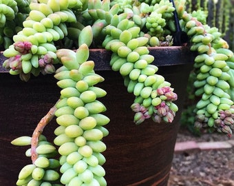 Burro's Tail Succulents Plants, Sedum Morganianum, Donkey's Tail in 2 inches pot