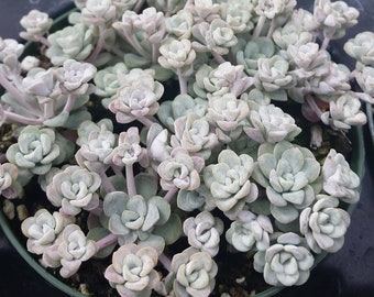 Sedum Spathulifolium Cape Blanco