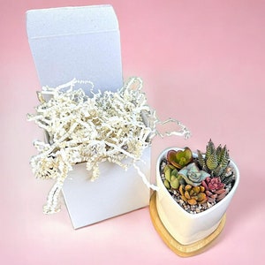 May include: A heart-shaped succulent planter with a variety of colorful succulents, sitting on a wooden base. The planter is next to an open white gift box filled with white paper filler. The background is pink, and the text "SUCCULENT GIFT BOX" is at the bottom.