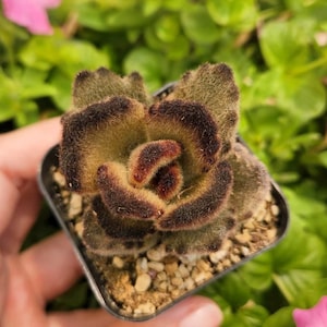 The Kalanchoe 'Teddy Bear' , 2" pot