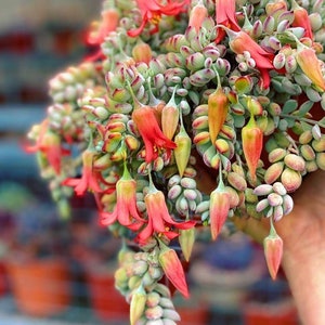 Rare Cotyledon Pendens Cliff Hanger