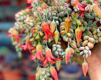 Suspension rare Cotyledon Pendens Cliff