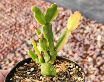 4" Pot of Variegated Christmas Cactus Schlumbergera Rare Succulent Plant