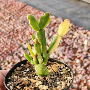 May include: A small cactus plant with green and yellow stems in a black plastic pot. The cactus is potted in a brown soil mix with small white rocks.