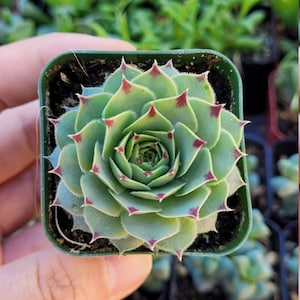 Sempervivum Calcareum Greenii, Hens and Chicks, cold hardy succulent in 2 inches pot