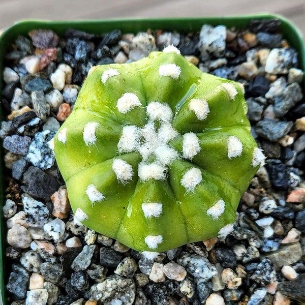 Echinopsis ancistrophora ‘Dominos’ Cactus 4" pot
