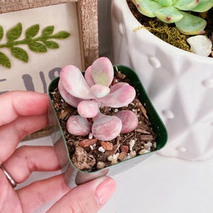 Rare Pink Moonstone Succulents, Pink Pebble Rosette Plants, Pachyphytum Oviferum in 2 inches pot image 2