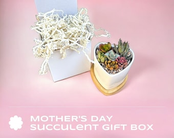 Mother's Day Succulent Arrangement Gift Box, mothers day succulent pot, Succulent Arrangement In Ceramic pot