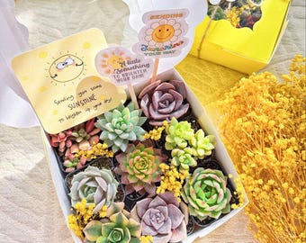 Sending You Sunshine Succulents Gift Box