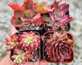 Set of 4 Red Succulents